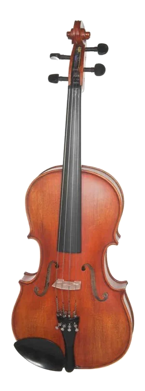 Viola